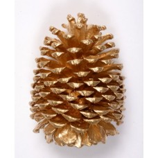 JEFFREY PINE CONE 5"-7" (STAKED) GOLD